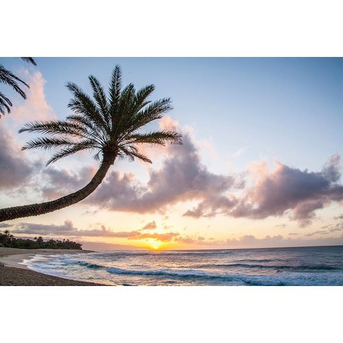Hawaii-Oahu-North Shore at sunset and palm tree